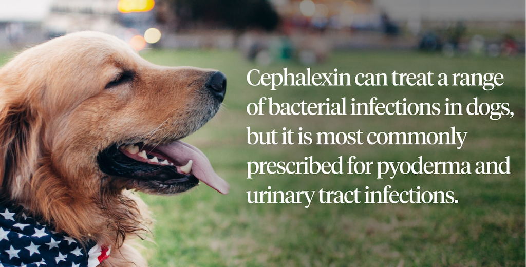 10+ Cephalexin Benefits For Bacterial Relief