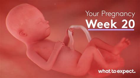 10+ Twenty Eight Weeks Pregnancy Secrets Revealed