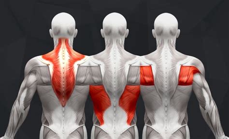 10 Upper Back Workouts For Strength
