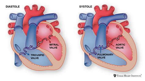 12+ Ways To Locate Your Heart Correctly