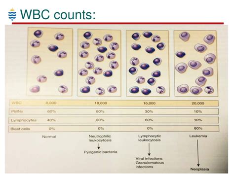 12 Wbc Count Tips For Faster Recovery