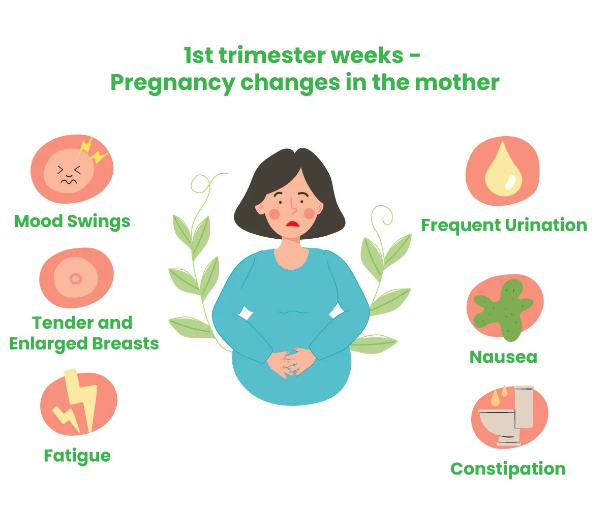 1St Trimester Weeks