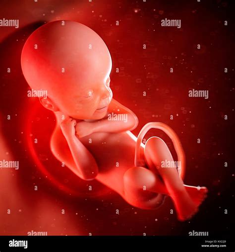 24 Week Fetus