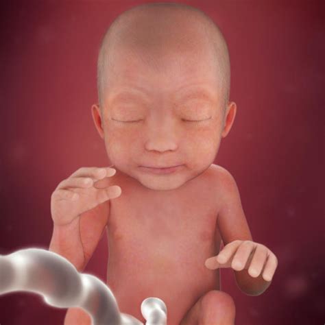 24 Weeks Pregnant