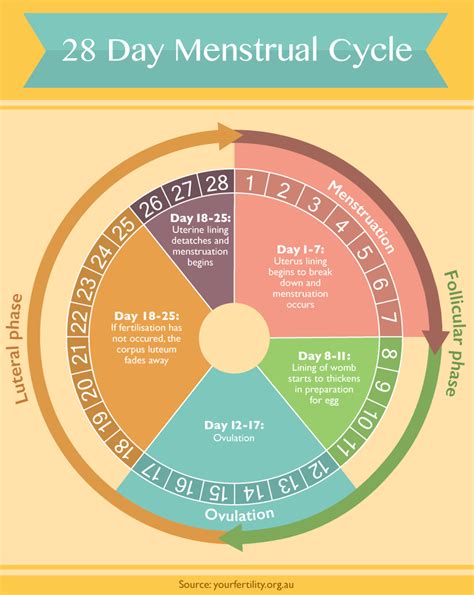 25 Week Period: Calculate Timeline Easily