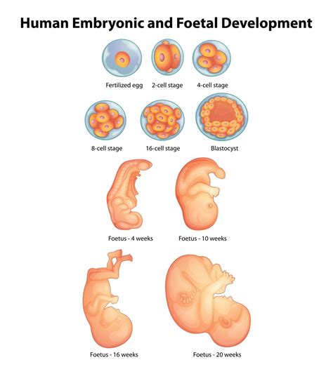 26 Week Embryo Development