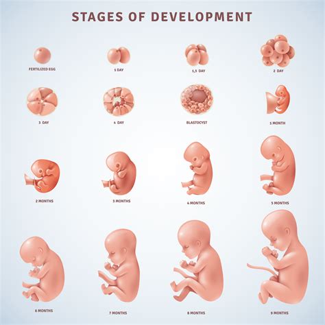 26 Week Embryo Growth Guide