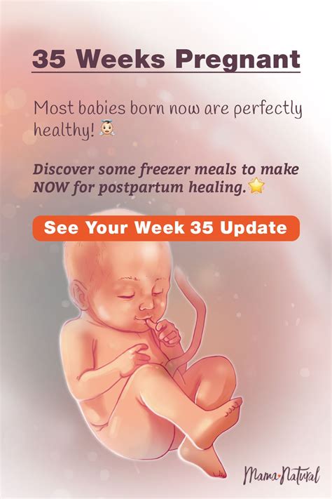 35 Week Fetus