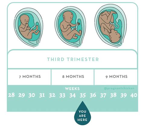 35 Weeks Gestation