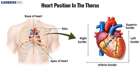8 Heart Location Facts To Know Immediately