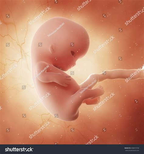 9 Week Fetus