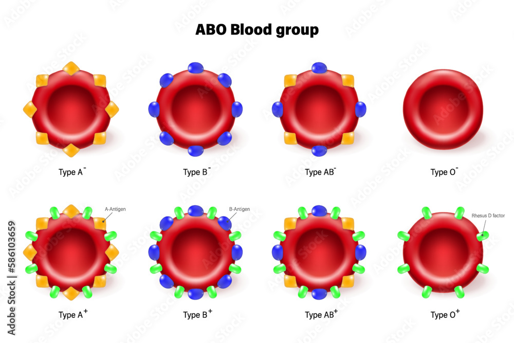 Abo And Rh: Understand Blood Types
