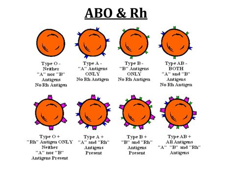 Abo And Rh