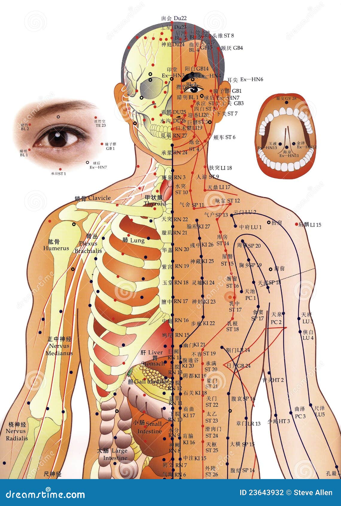 Acupuncture: Relieves Pain Naturally