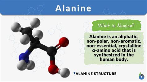 Alanine Definition And Examples Biology Online Dictionary Alanine Definition And Examples Biology Online Dictionary
