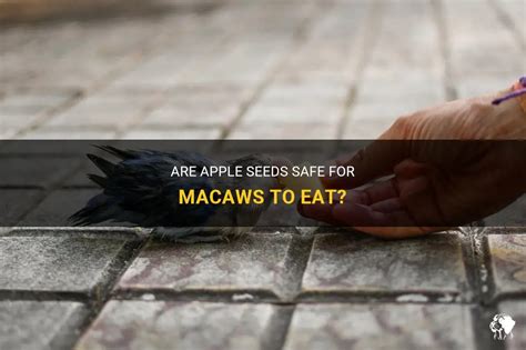 Apple Seeds: Are They Safe To Eat