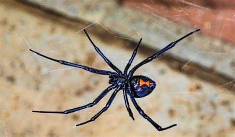 Are Black Widow Spiders Deadly