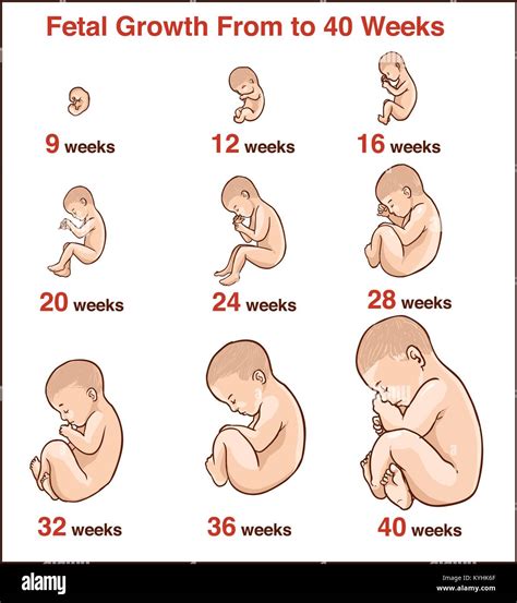 Baby Development: Size And Health By Week