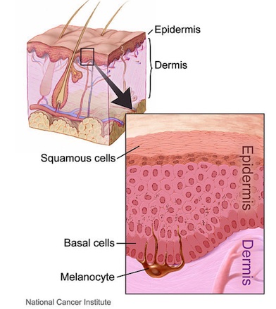 Basal Body Temp Ovulation
