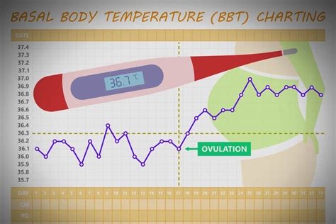 Basal Body Temperature Bbt Charting