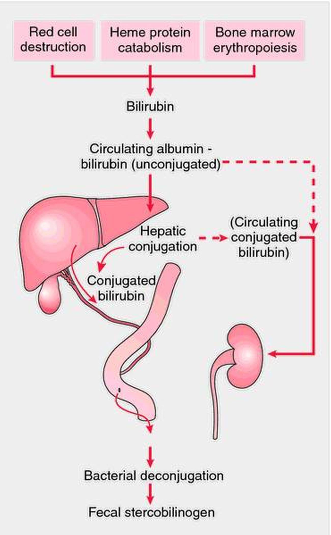 Bilirubin Direct: Understand Your Liver Health