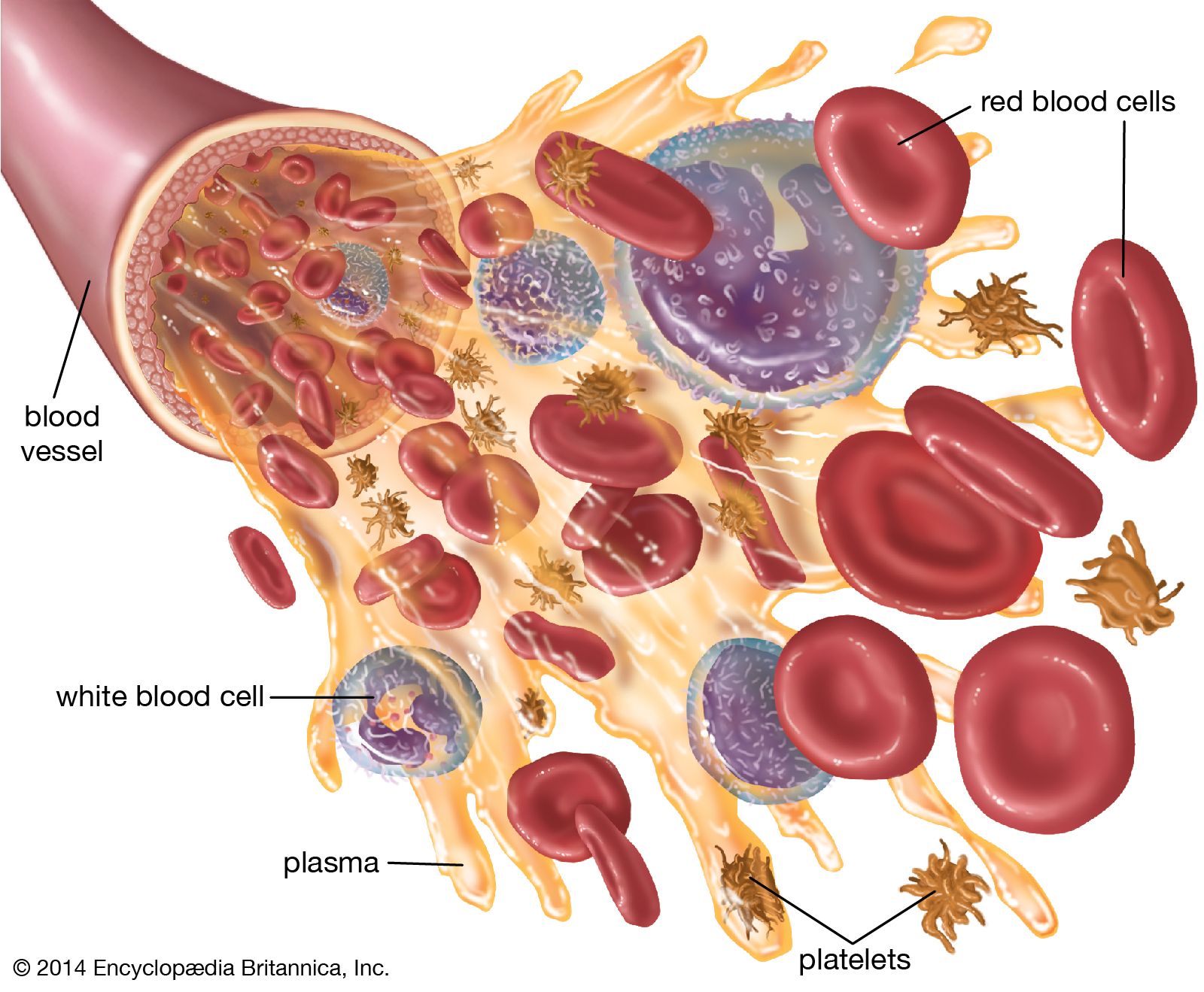 Blood Sugar Measurement Simplified