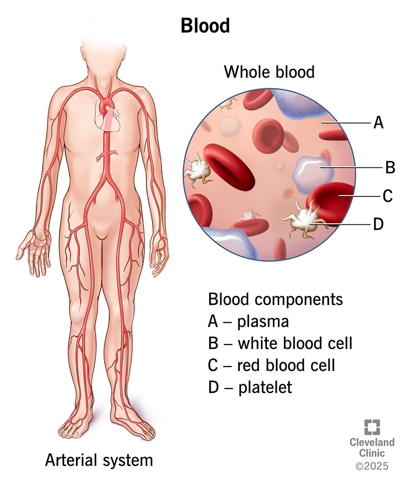 Blood Test For Kidney Disease