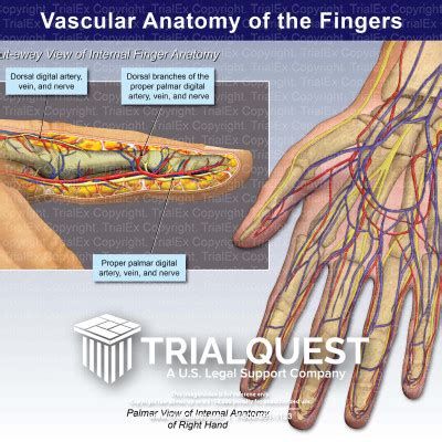 Blood Vessel In Finger Burst