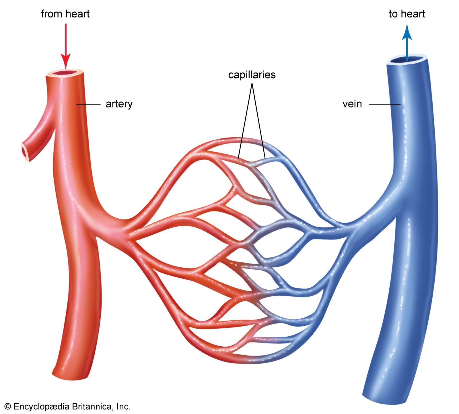Blood Vessels Break In Fingers