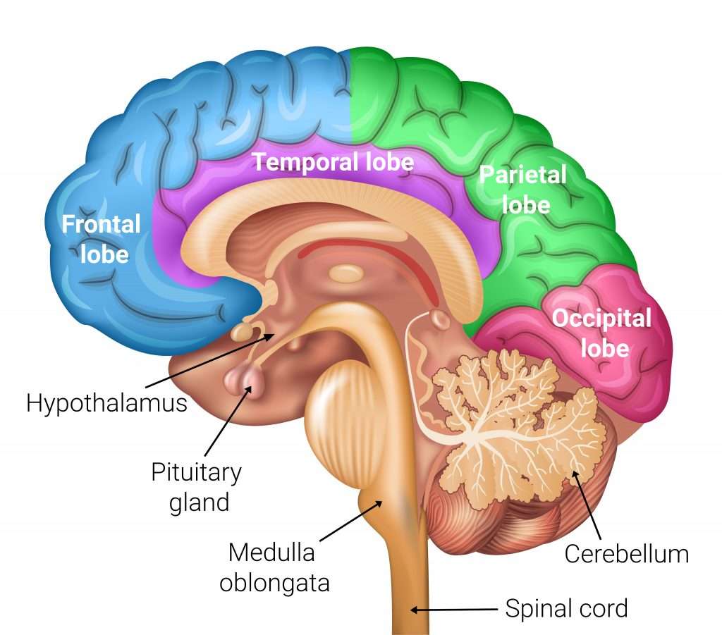 Brain Health Supplements: Unlock Cognitive Potential