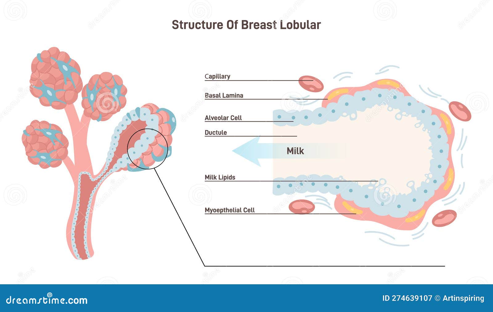 Breast Cancer Gene: Know Your Risk