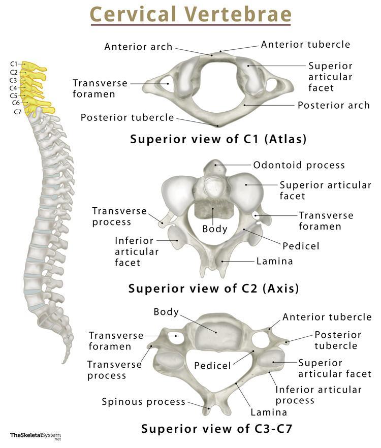 Cervical Spine Fusion: Restore Neck Mobility