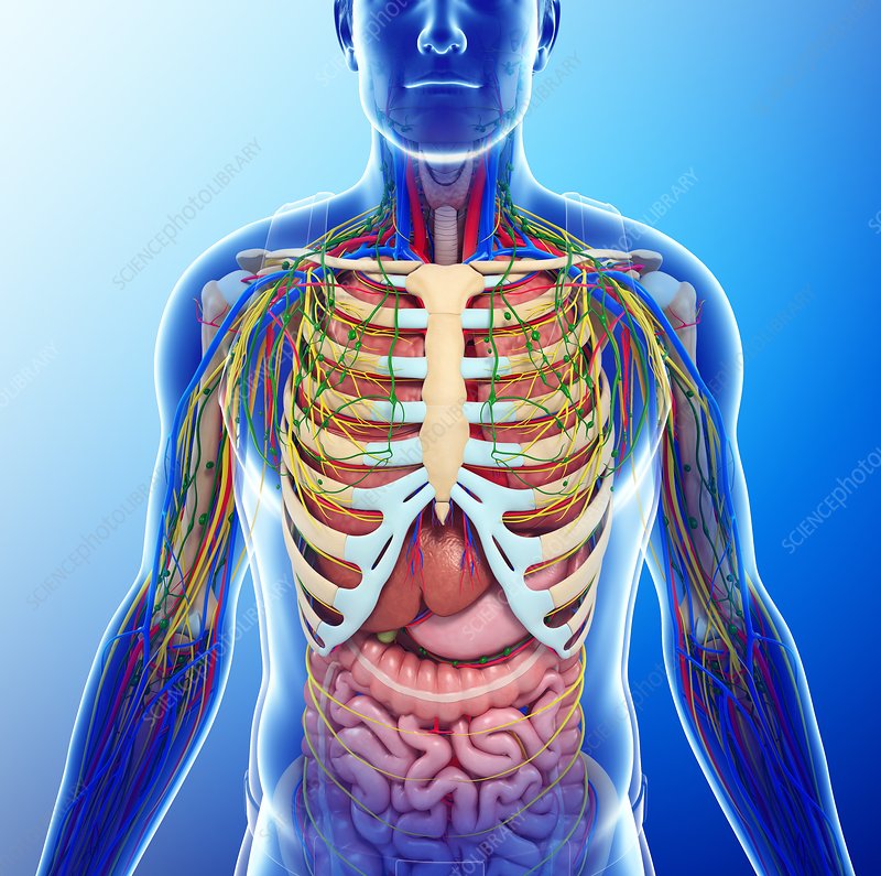 Chest Congestion Solutions: Breathe Easy Tonight
