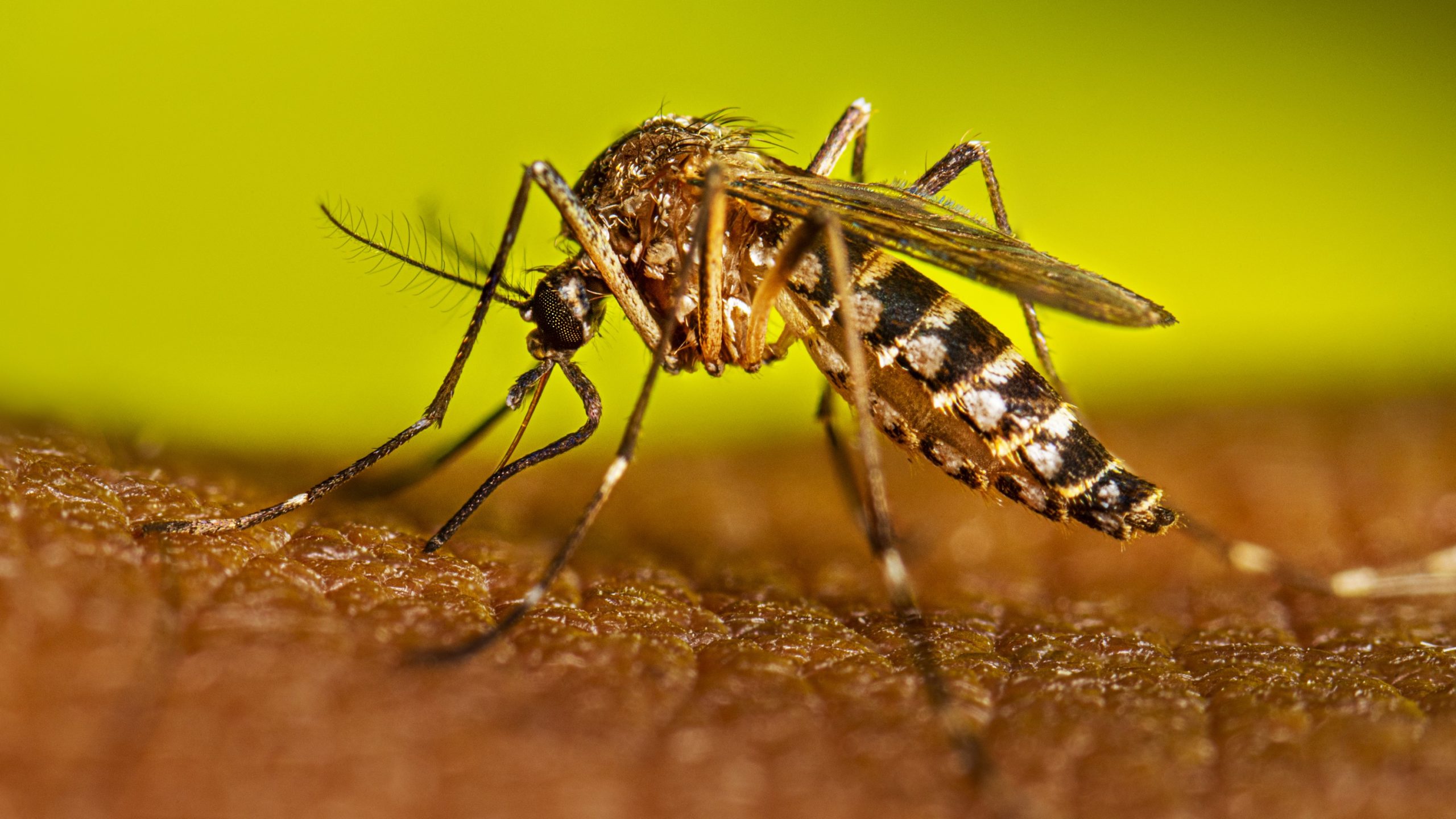 Dengue Fever Immunisation