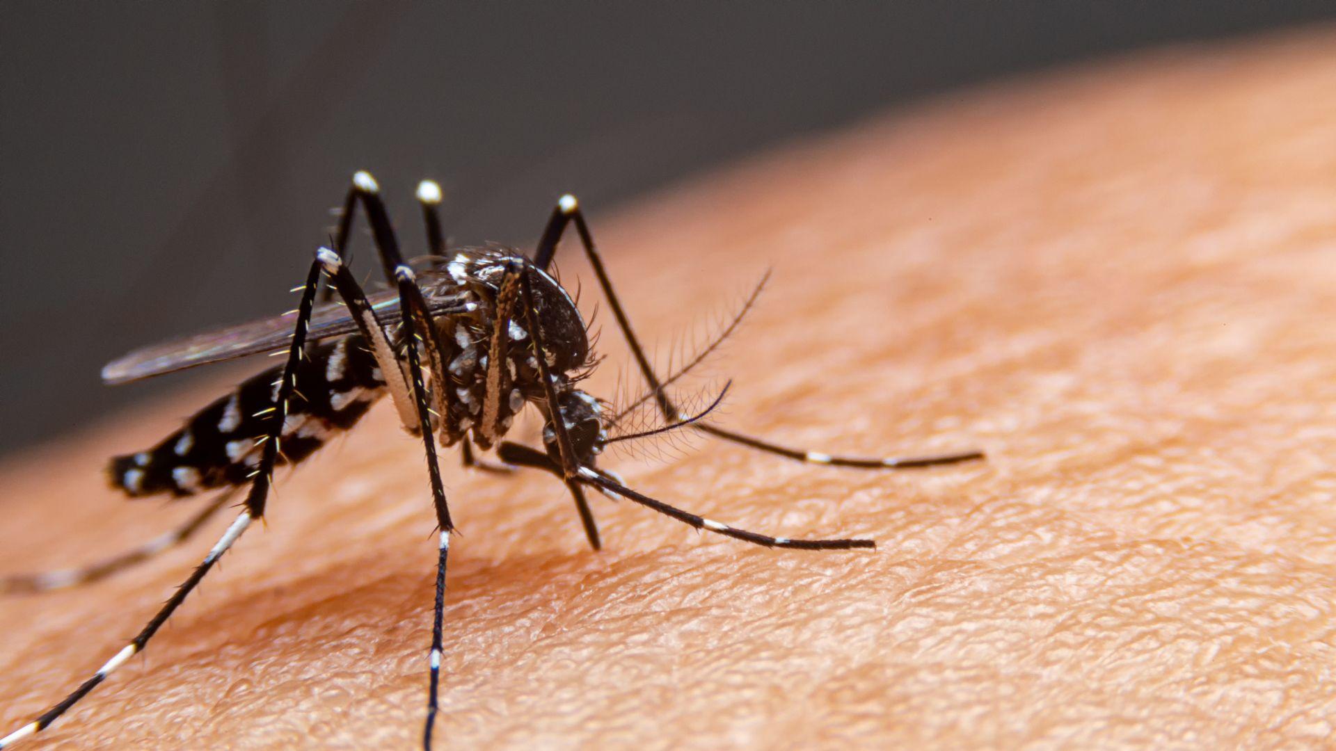 Dengue Immunisation: Prevent Disease With Effective Vaccine
