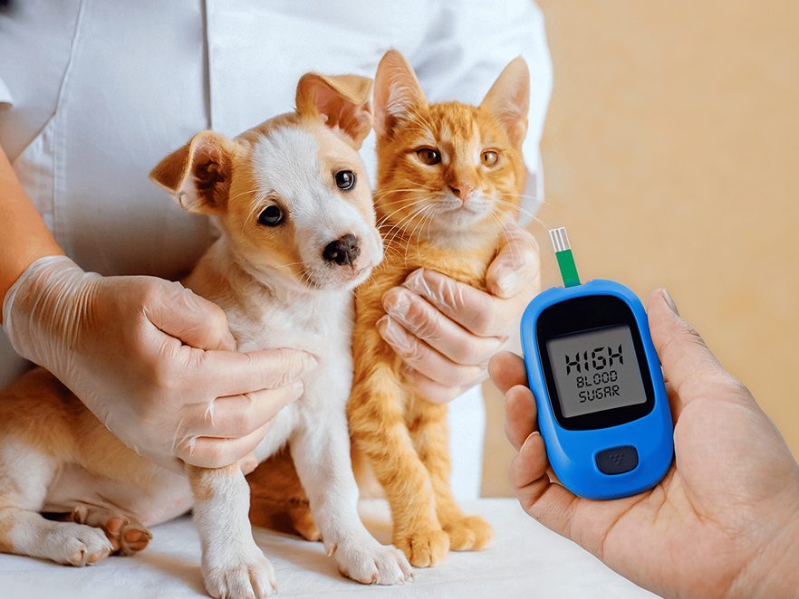 Diabetic Blood Levels: Easy Monitoring Solutions