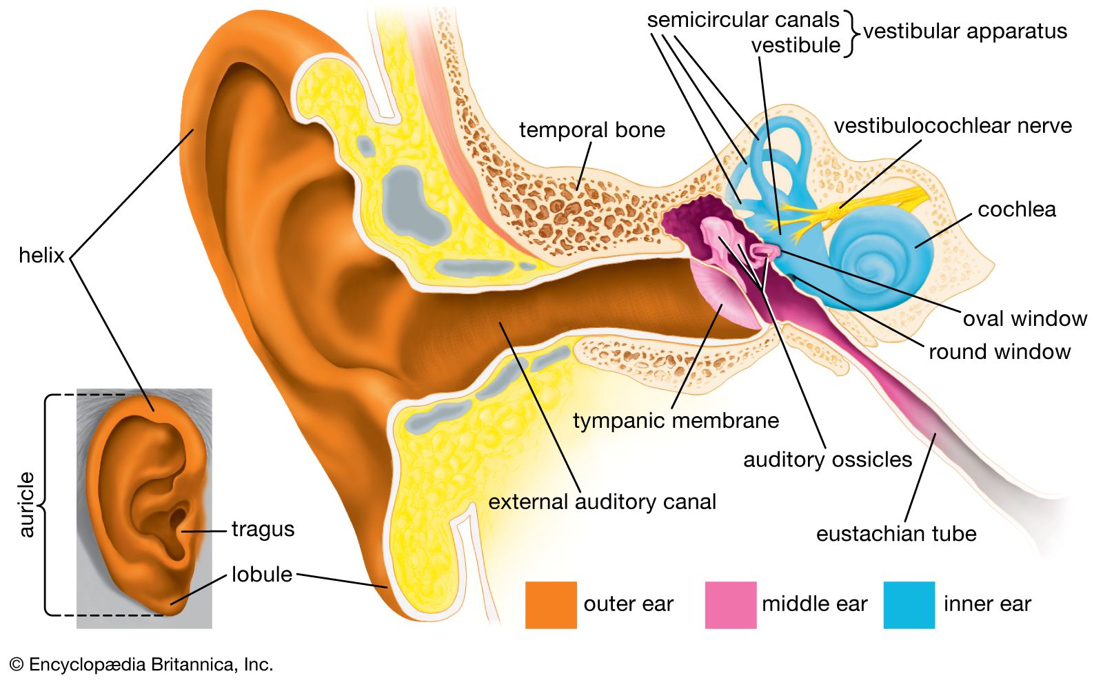 Ear Doctors Near Me