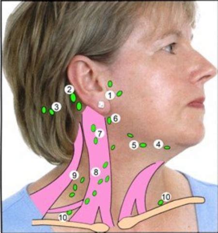 Ear Lymph Nodes Guide: Symptoms Explained