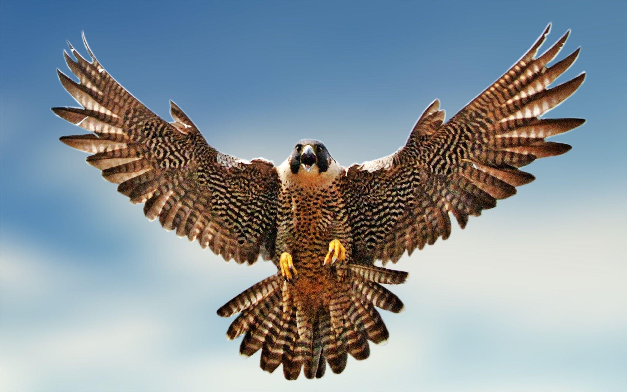 Falcon Urgent Care Services: Get Treated Fast