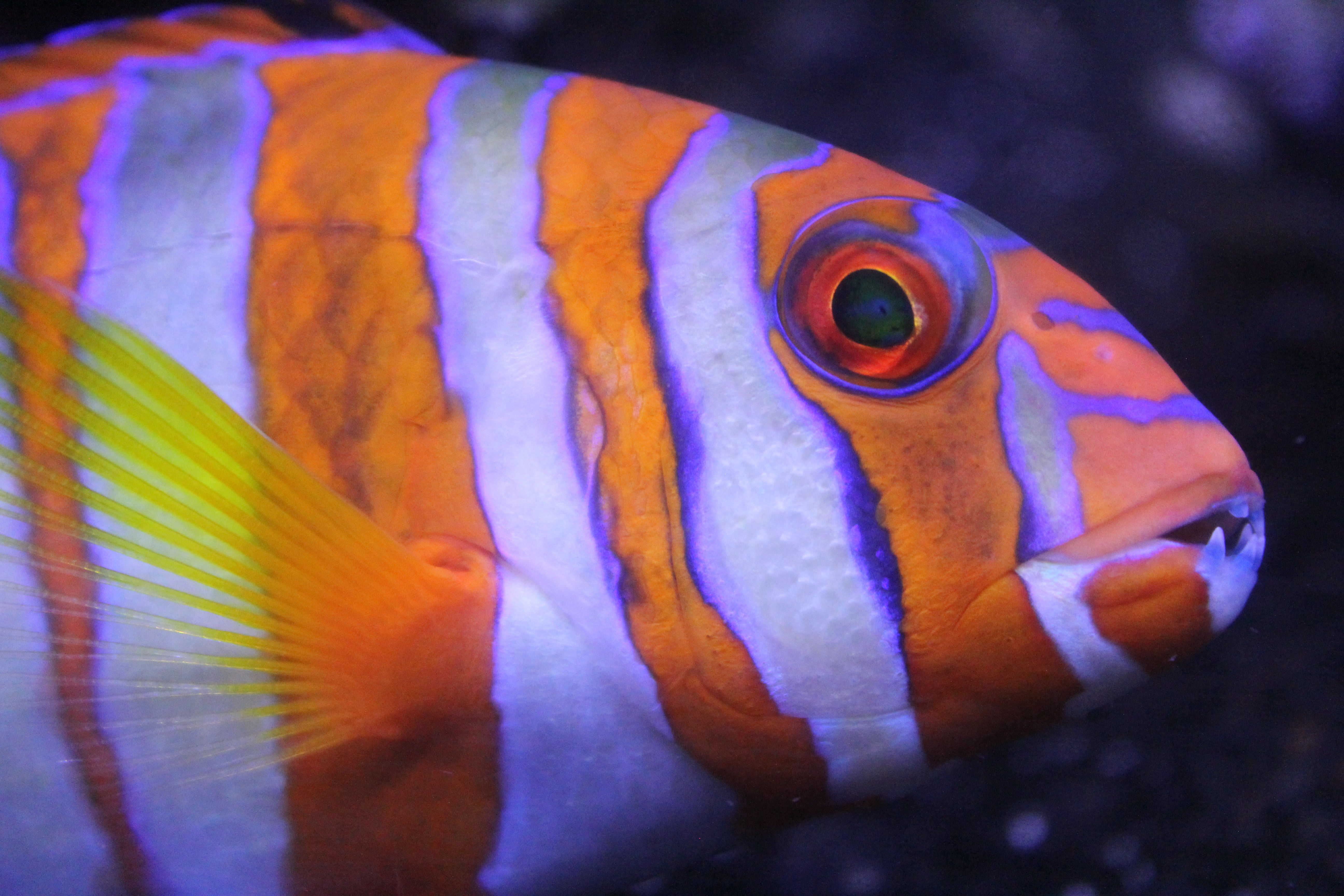Fish Oil Benefits: Thinning Blood Naturally