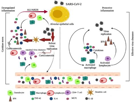 Frontiers Role Of Dexamethasone And Methylprednisolone Frontiers Role Of Dexamethasone And Methylprednisolone