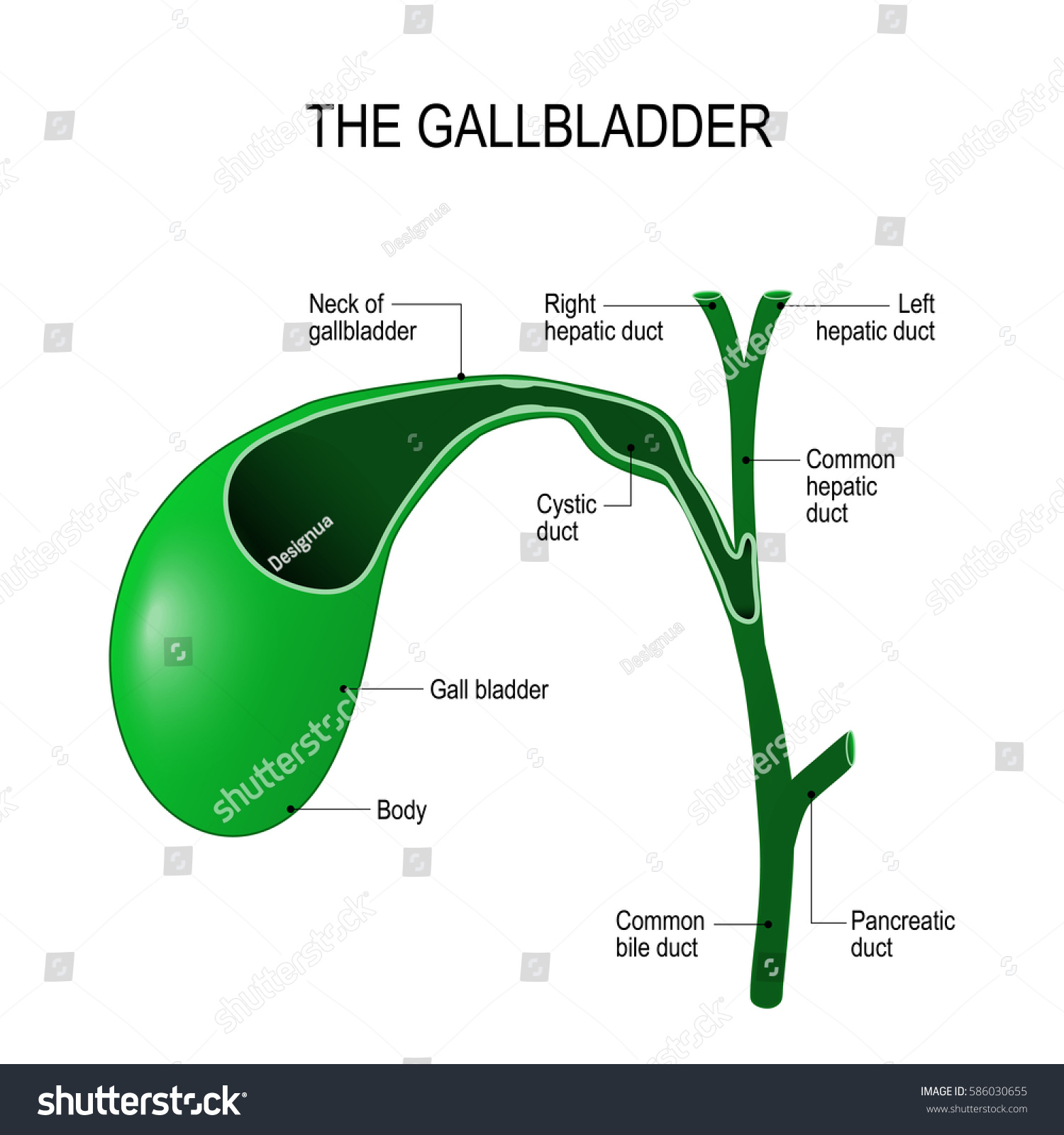 Gallbladder Recovery Timeline