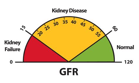 Gfr Calculation: Know Your Kidney Health