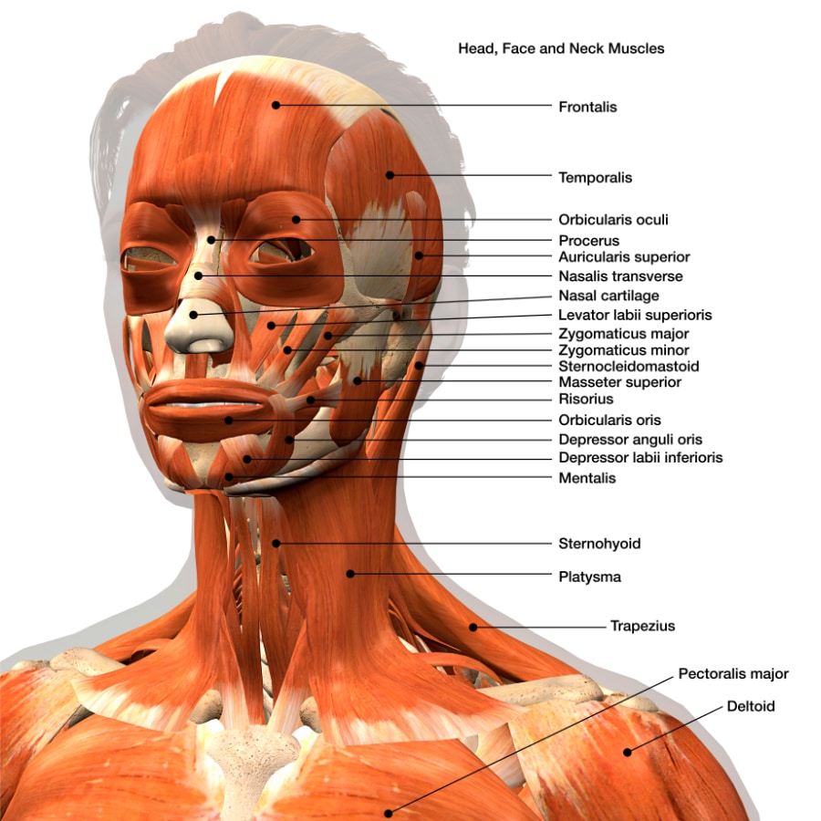 Head Mri Pictures