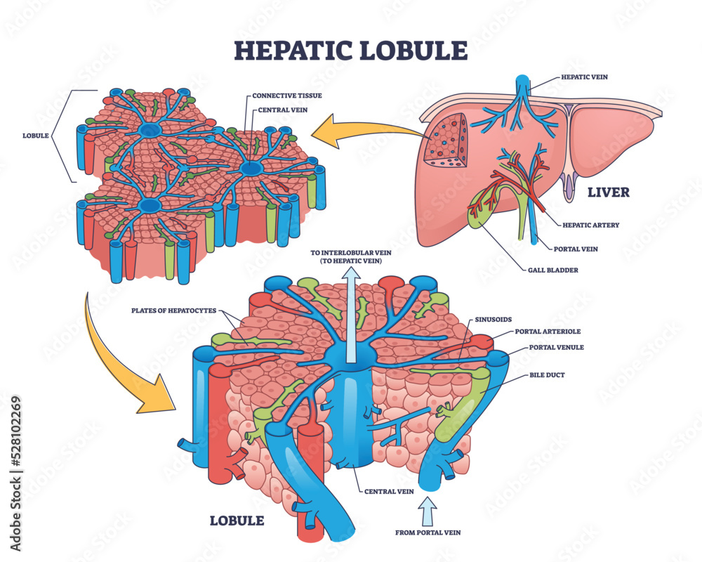 Hepatic Function Panel
