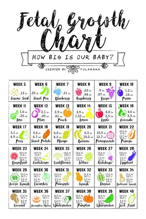 How Big Is Baby At 5 Weeks? Size And Growth Charts