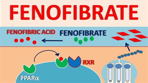 How Does Fenofibrate Work? Lowering Triglycerides