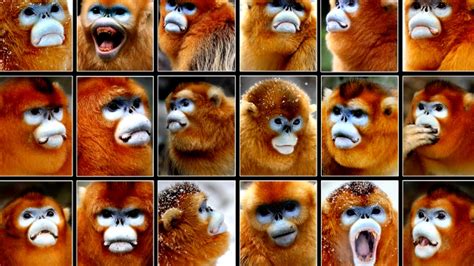 How To Cure Monkey Butt With Ai Treatments