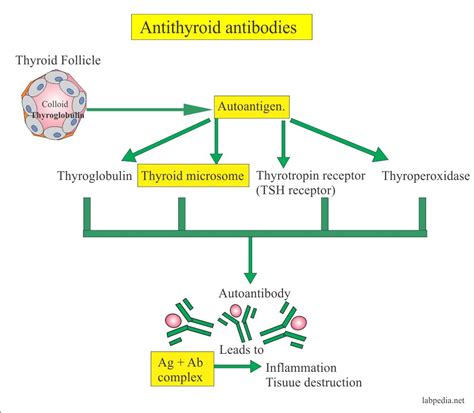 How To Treat Antithyroid Peroxidase Antibody? Natural Remedies