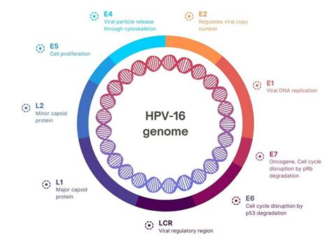 Hpv 16 Positive